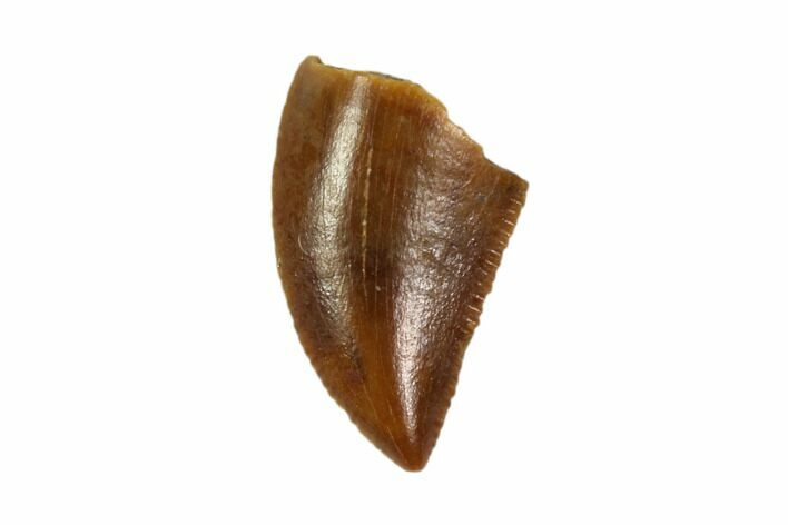 Raptor Tooth - Real Dinosaur Tooth #90106